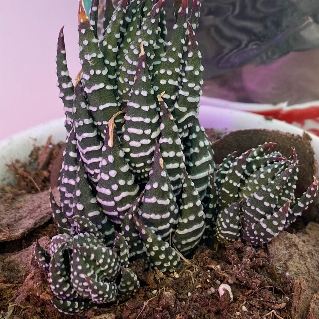 Zebra Plant Succulent