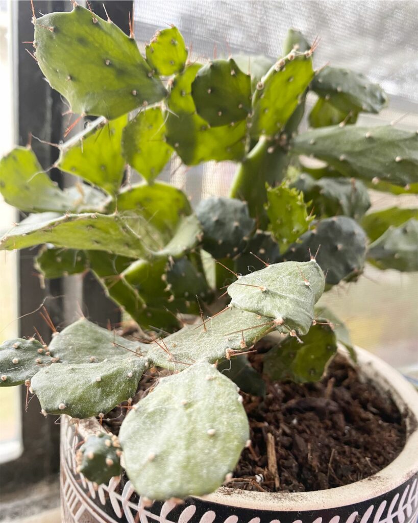 Opuntia Prickly Pear Cactus